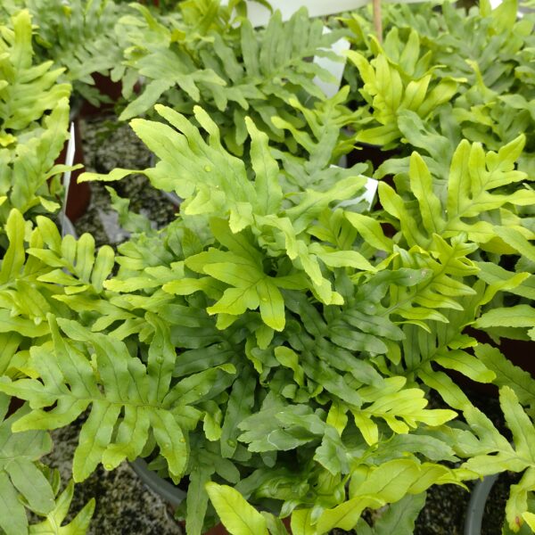 Polypodium vulgare 'Whitley Giant' (Englesød)
