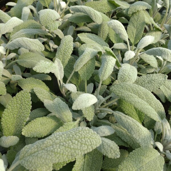 Salvia officinalis 'Snowflake' (Lægesalvie)