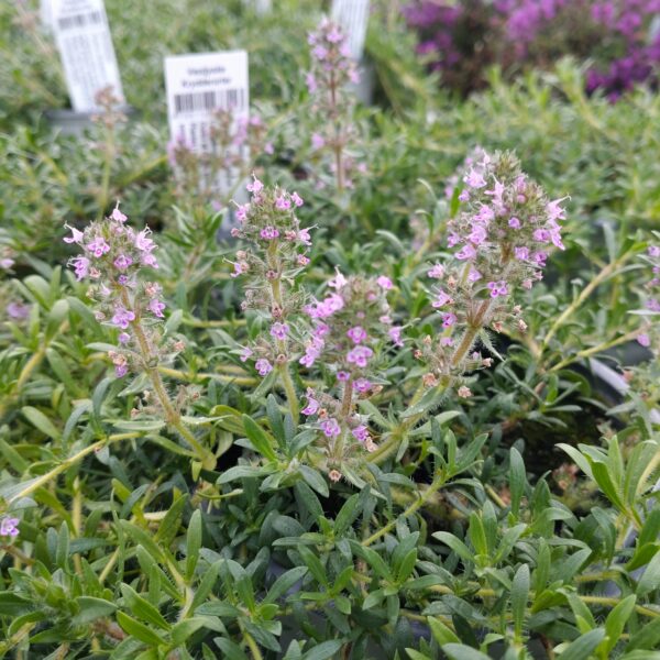 Thymus citriodorus 'Lemonade' Thymus citriodorus 'Lemonade' (Citrontimian)(Citrontimian)