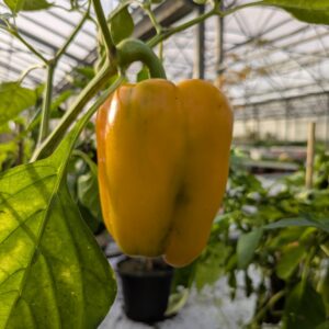 Alm. Peber 'Valdor'