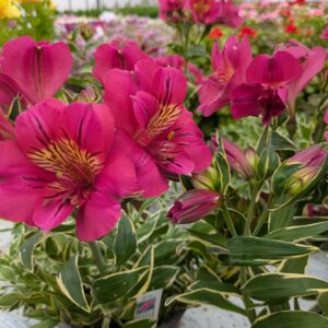 Alstroemeria x hybrida 'River Valley' (Hårdfør Inkalilje)