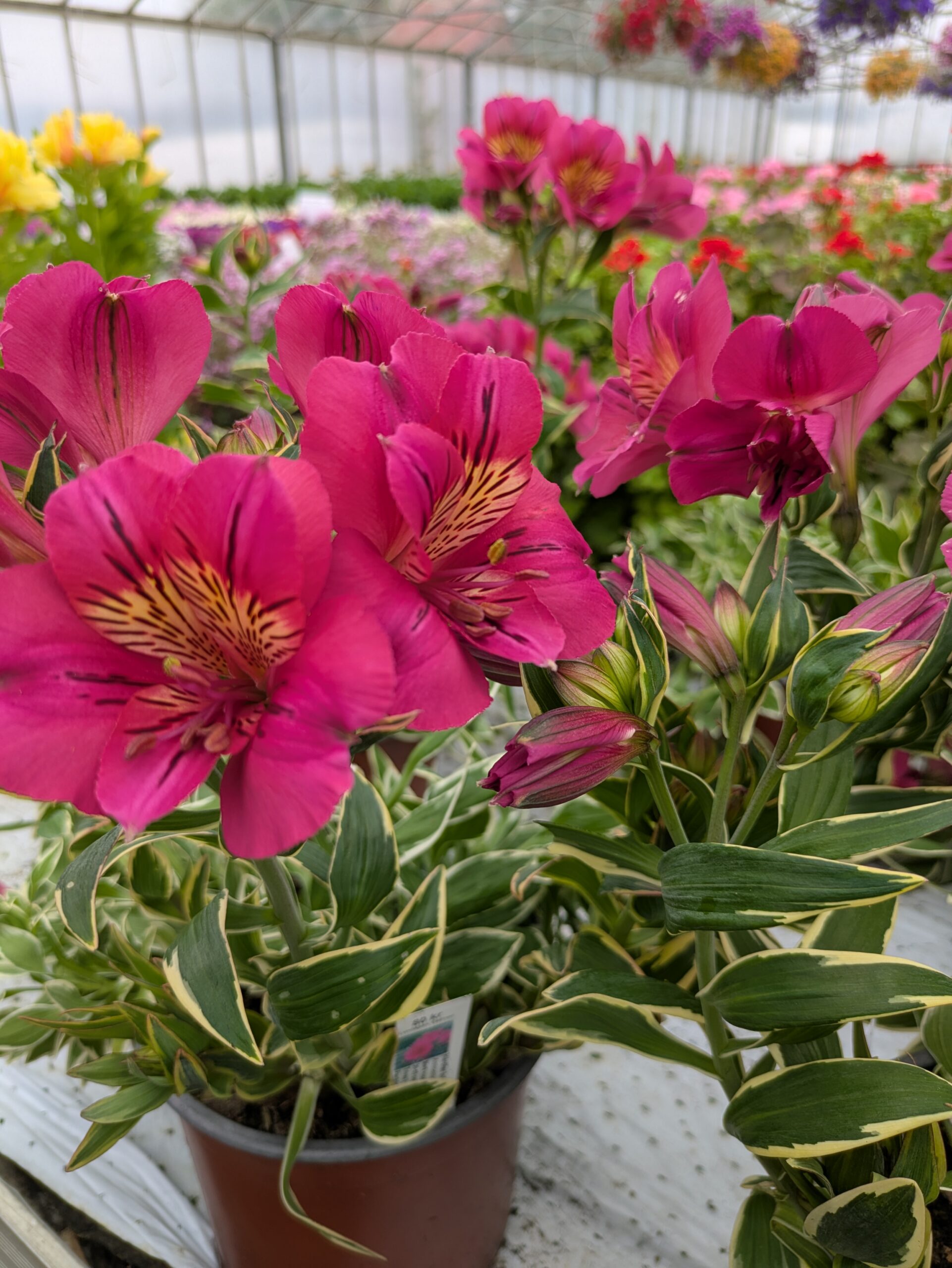 Alstroemeria x hybrida 'River Valley' (Hårdfør Inkalilje)