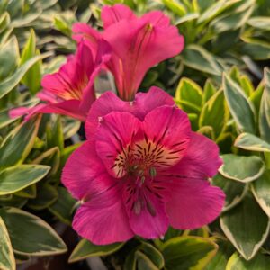 Alstroemeria x hybrida 'River Valley' (Hårdfør Inkalilje)