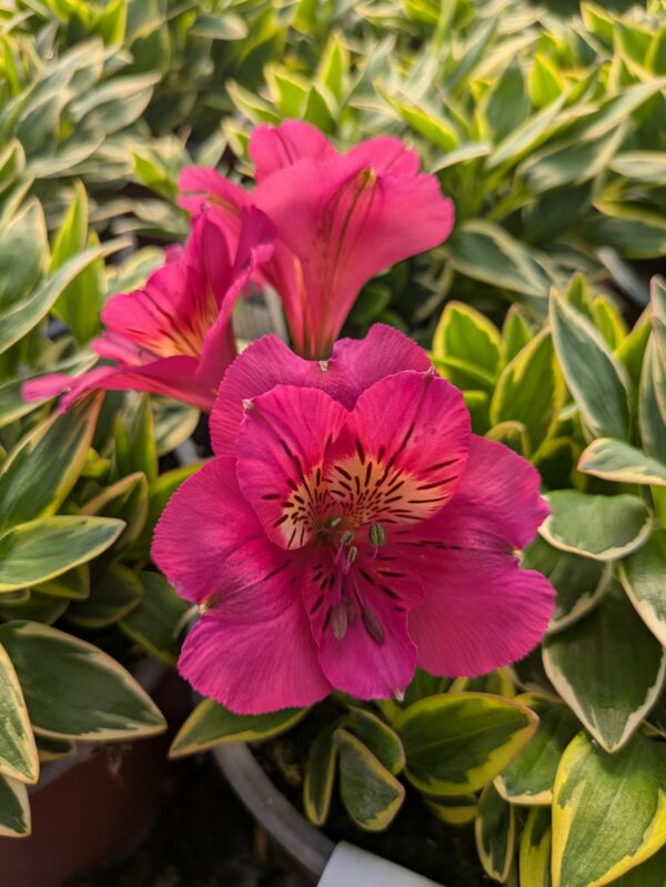 Alstroemeria x hybrida 'River Valley' (Hårdfør Inkalilje)