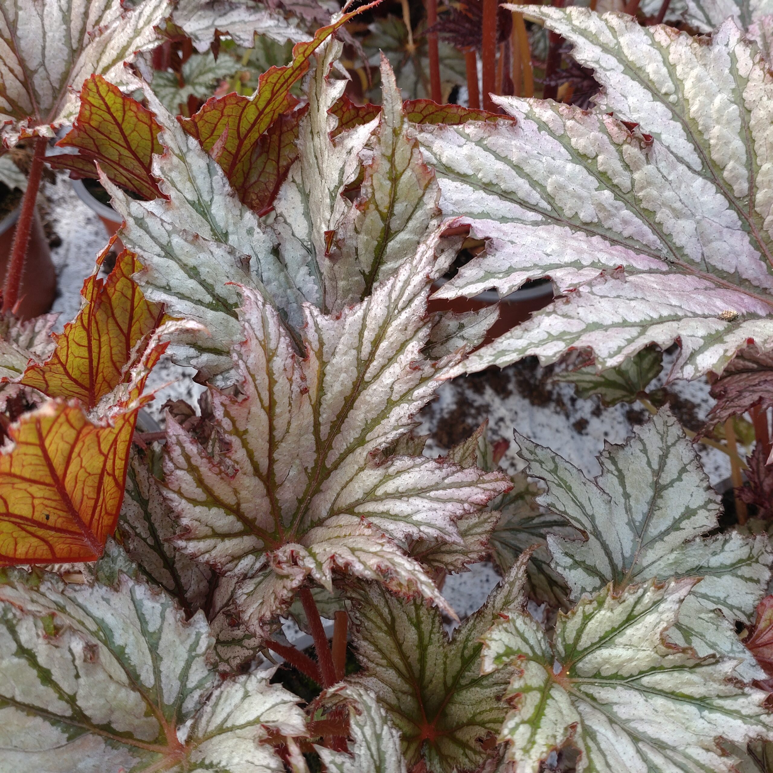 Begonia rex (Kongebegonie)