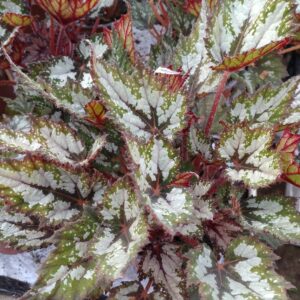 Begonia rex (Kongebegonie)