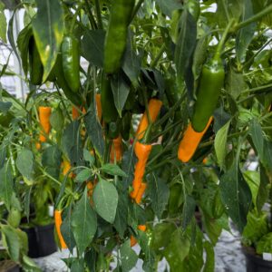 Chilipeber 'Tequila Sunrise'