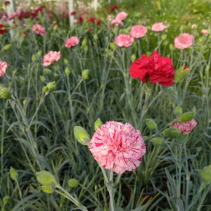 Dianthus caryophyllus 'Devon Cottage' (Havenellike)