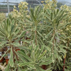 Euphorbia characias 'Silver Swan' (Vortemælk)