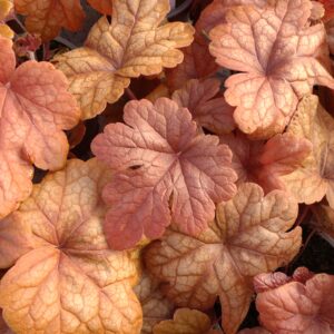 Heucherella x hybrida 'Buttered Rum' (Alunrod)