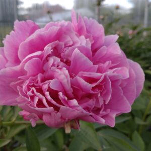 Paeonia laticifolia 'Dr. Alexander Flemming' (Silkepæon)