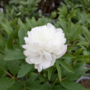 Paeonia officinalis 'Alba Plena' (Bonderose)