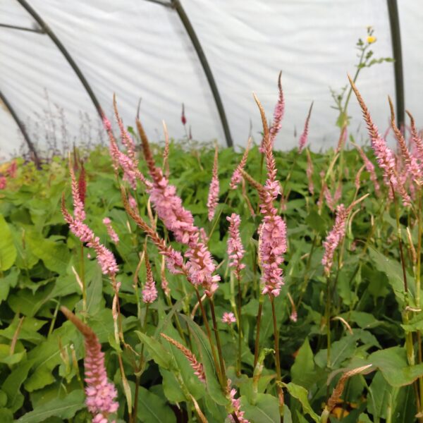 Persicaria amplexicaulis ‘Pink Elephant’ (Kertepileurt)