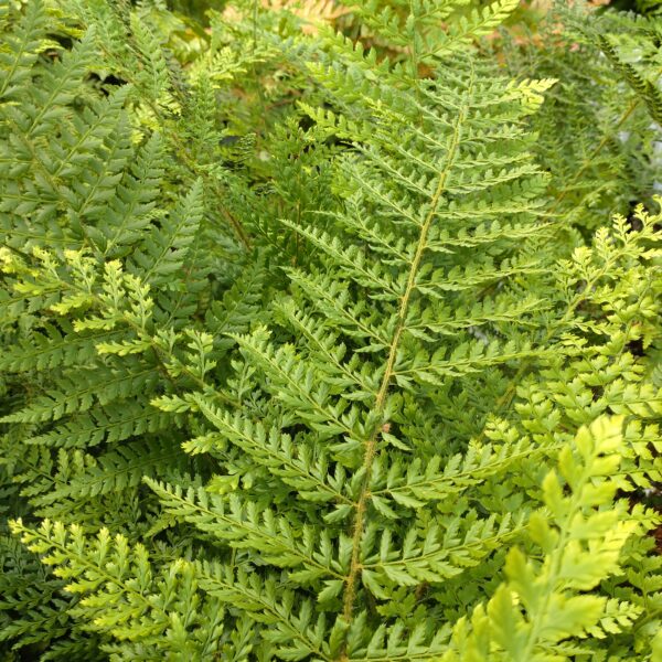 Polystichum setiferum 'Herrenhausen' (Mosbregne)