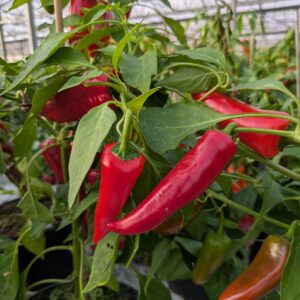 Potte snackpeber 'Balconi'