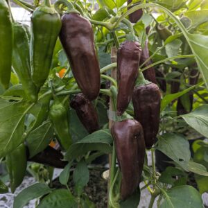 Snackpeber ‘Snacking Brown'