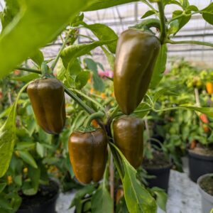 Snackpeber ‘Snacking Olive'