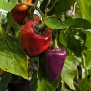 Snackpeber ‘Snacking Purple'