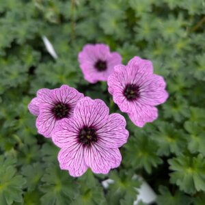Geranium cinereum 'Ballerina' (Storkenæb)