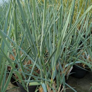 Leymus arenarius 'Blue Dune' (Marehalm)