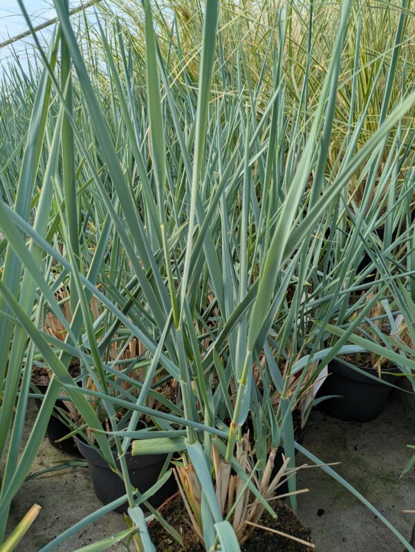 Leymus arenarius 'Blue Dune' (Marehalm)