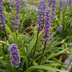 Liriope muscari 'Money Maker' (Druelilje)