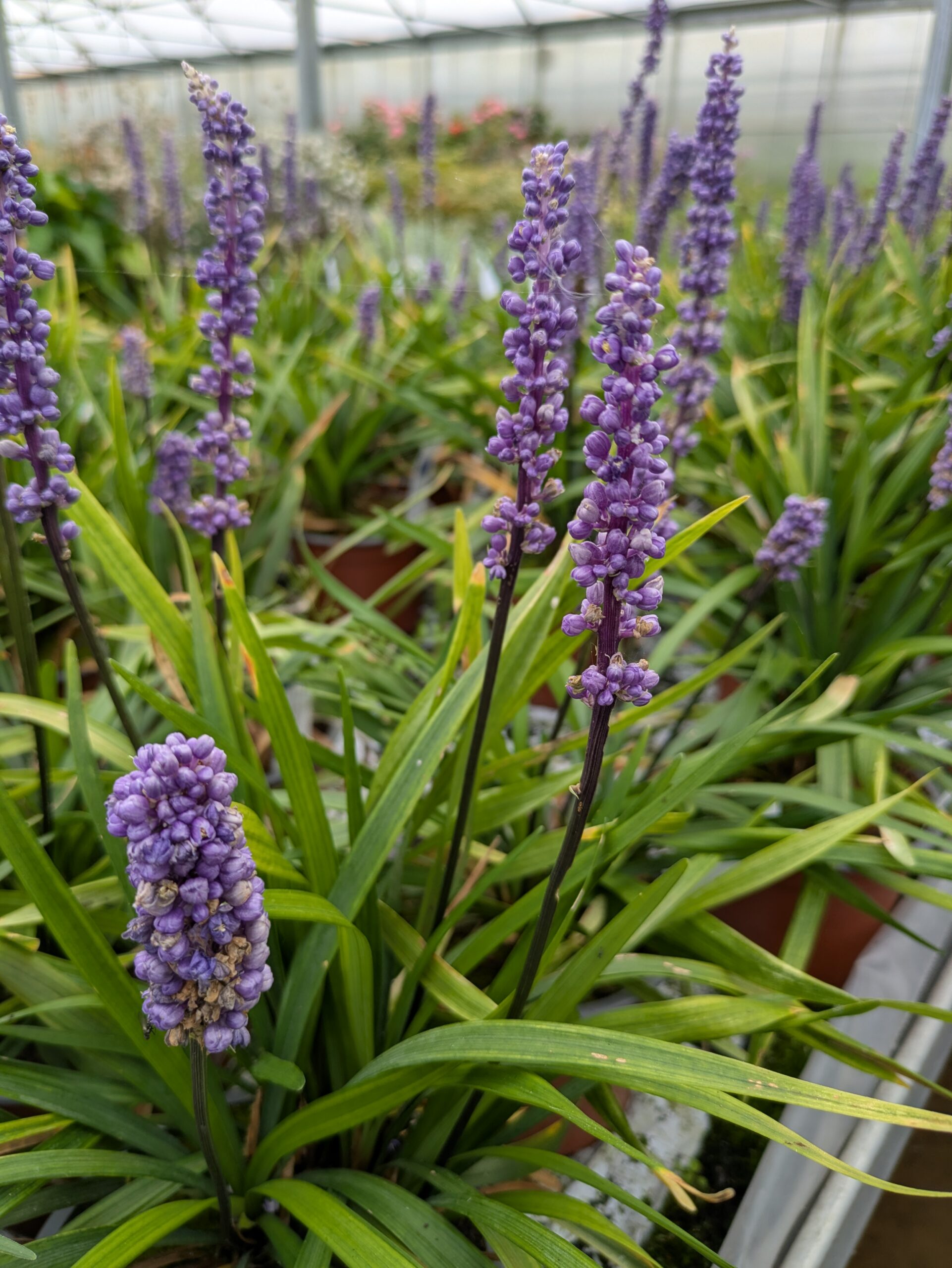Liriope muscari 'Money Maker' (Druelilje)