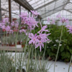 Tulbaghia violacea 'Variegata' (Stuehvidløg)