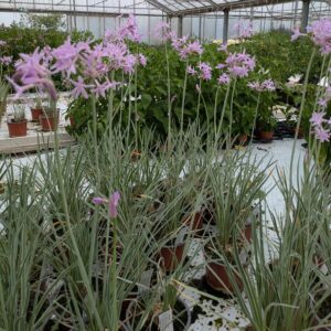 Tulbaghia violacea 'Variegata' (Stuehvidløg)