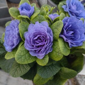 Primula vulgaris ‘Belarina Blue Bird’ (Dobbelt haveprimula)