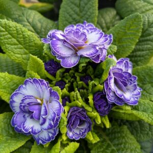Primula vulgaris ‘Belarina Blue Ripples’ (Dobbelt haveprimula)