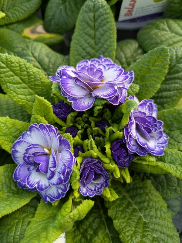 Primula vulgaris ‘Belarina Blue Ripples’ (Dobbelt haveprimula)