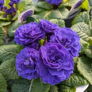 Primula vulgaris ‘Belarina Ocean Blue’ (Dobbelt haveprimula)