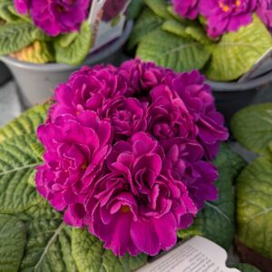 Primula vulgaris ‘Belarina Purple Diamond’ (Dobbelt haveprimula)
