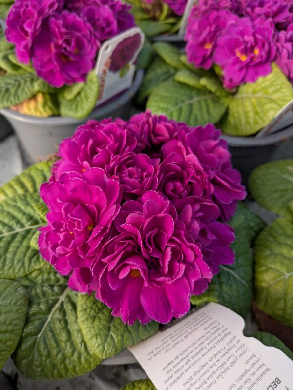 Primula vulgaris ‘Belarina Purple Diamond’ (Dobbelt haveprimula)