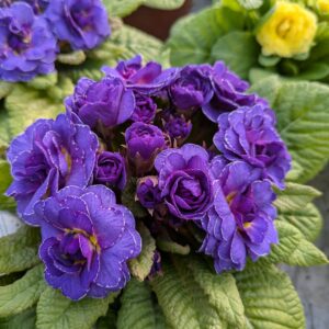 Primula vulgaris ‘Belarina Violetta’ (Dobbelt haveprimula)