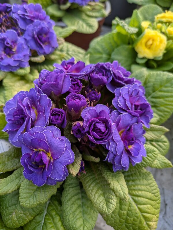 Primula vulgaris ‘Belarina Violetta’ (Dobbelt haveprimula)