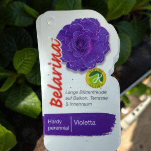 Primula vulgaris ‘Belarina Violetta’ (Dobbelt haveprimula)