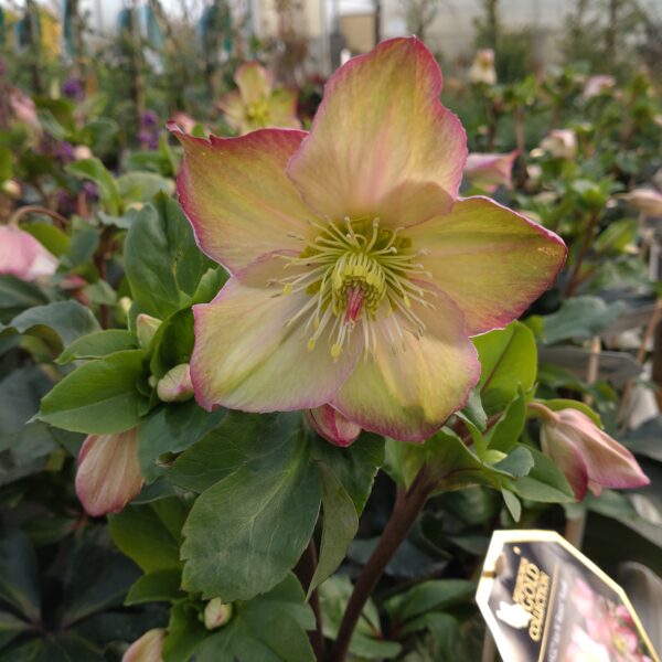 Helleborus x glandorfensis 'Ice n' Roses Rosali' (Julerose)