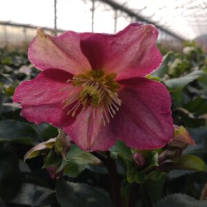 Helleborus x glandorfensis 'Ice n' Roses Red' (Julerose)