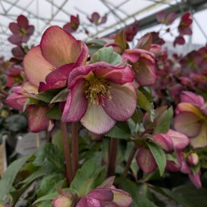 Helleborus x glandorfensis 'Ice n' Roses Rosado' (Julerose)