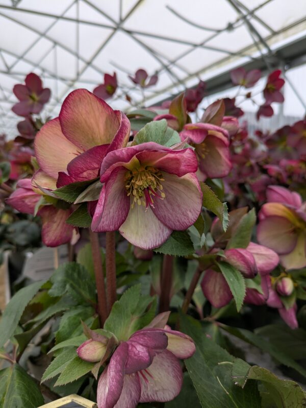 Helleborus x glandorfensis 'Ice n' Roses Rosado' (Julerose)