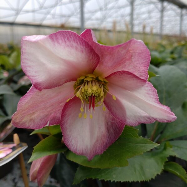 Helleborus x glandorfensis 'Ice n' Roses Rose' (Julerose)