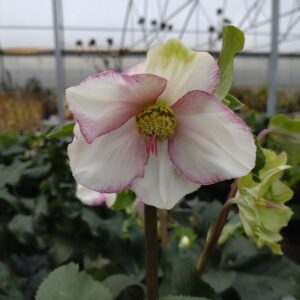 Helleborus x glandorfensis ‘Ice n’ Roses Picotee’ (Julerose)