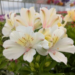 Alstroemeria x hybrida 'Beach Valley' (Hårdfør Inkalilje)