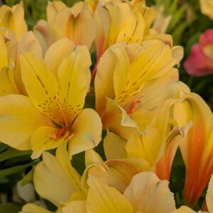 Alstroemeria x hybrida 'Spring Valley' (Hårdfør Inkalilje)