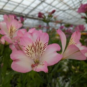 Alstroemeria x hybrida 'Summer Break' (Hårdfør Inkalilje)