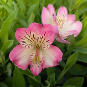 Alstroemeria x hybrida 'Summer Break' (Hårdfør Inkalilje)