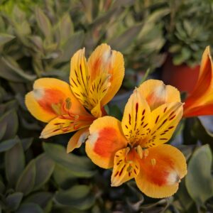 Alstroemeria x hybrida 'Summer Breeze' (Hårdfør Inkalilje)