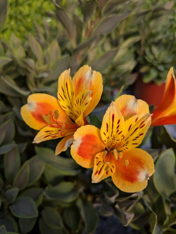 Alstroemeria x hybrida 'Summer Breeze' (Hårdfør Inkalilje)